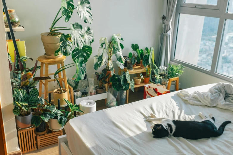 a cat sleeping on a bed in the middle of a room with potted plants and pots