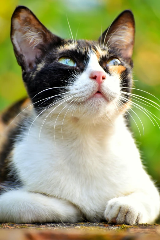 a calico cat laying on the ground looking up