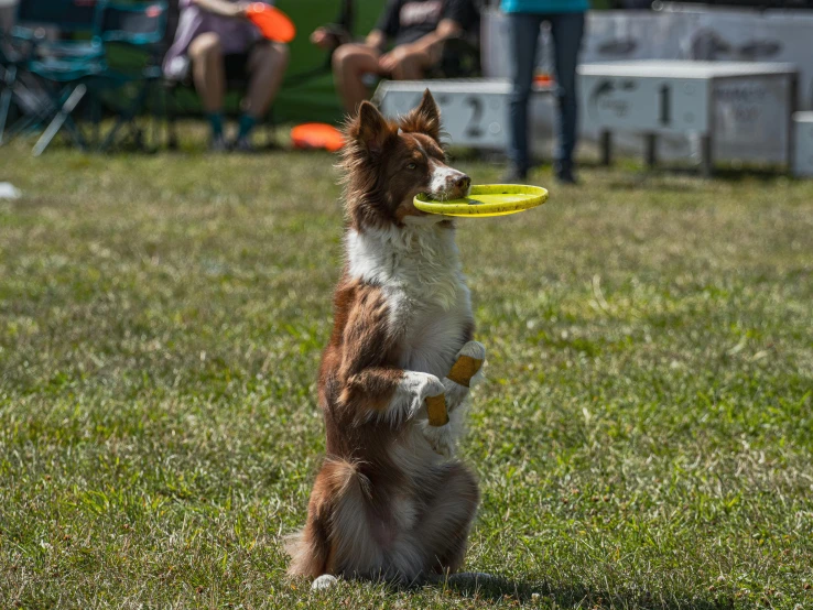 the dog is waiting to catch a frisbee in its mouth