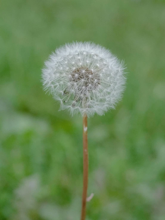 a large seed is attached to a dandelion stem