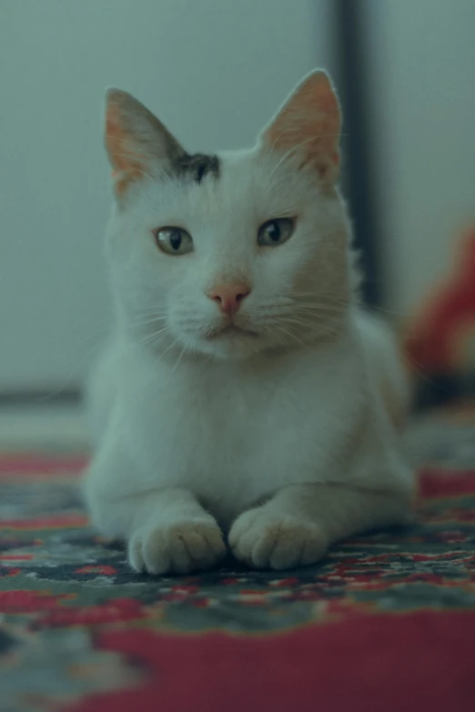 a cat lying on the carpet next to a rug