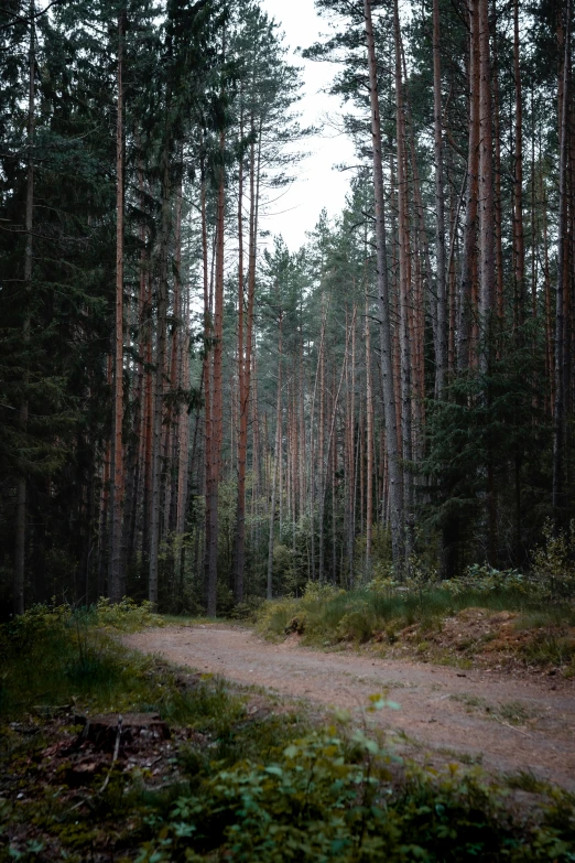 a dirt road in a large wooded area