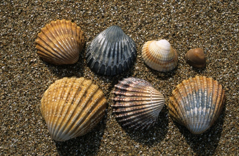 six shells laying in the sand on the beach