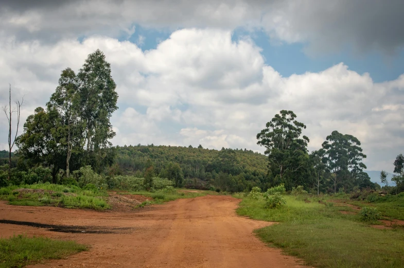 an old dirt road with green bushes and trees