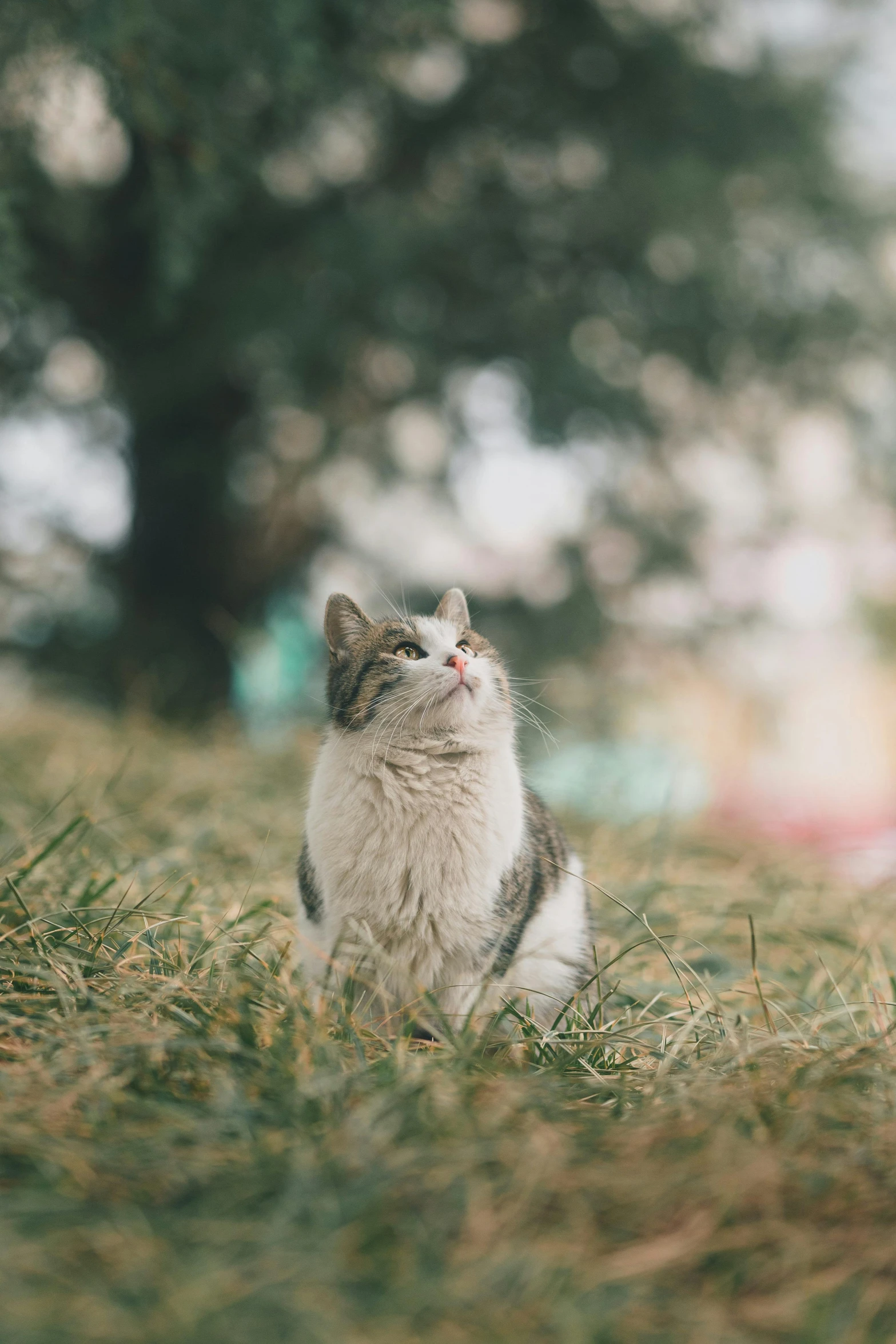 a grey and white cat sitting on top of grass