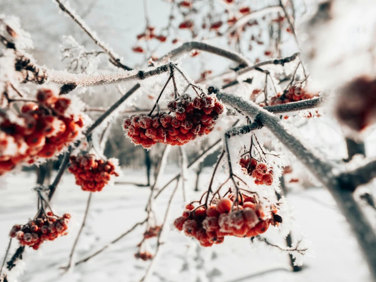 the nches of a tree are covered with red berries