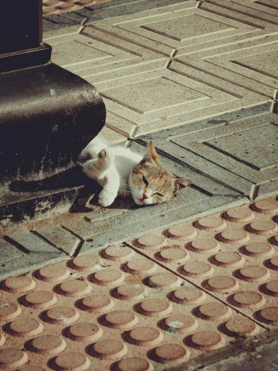 a cat with its head in the ground next to another cat