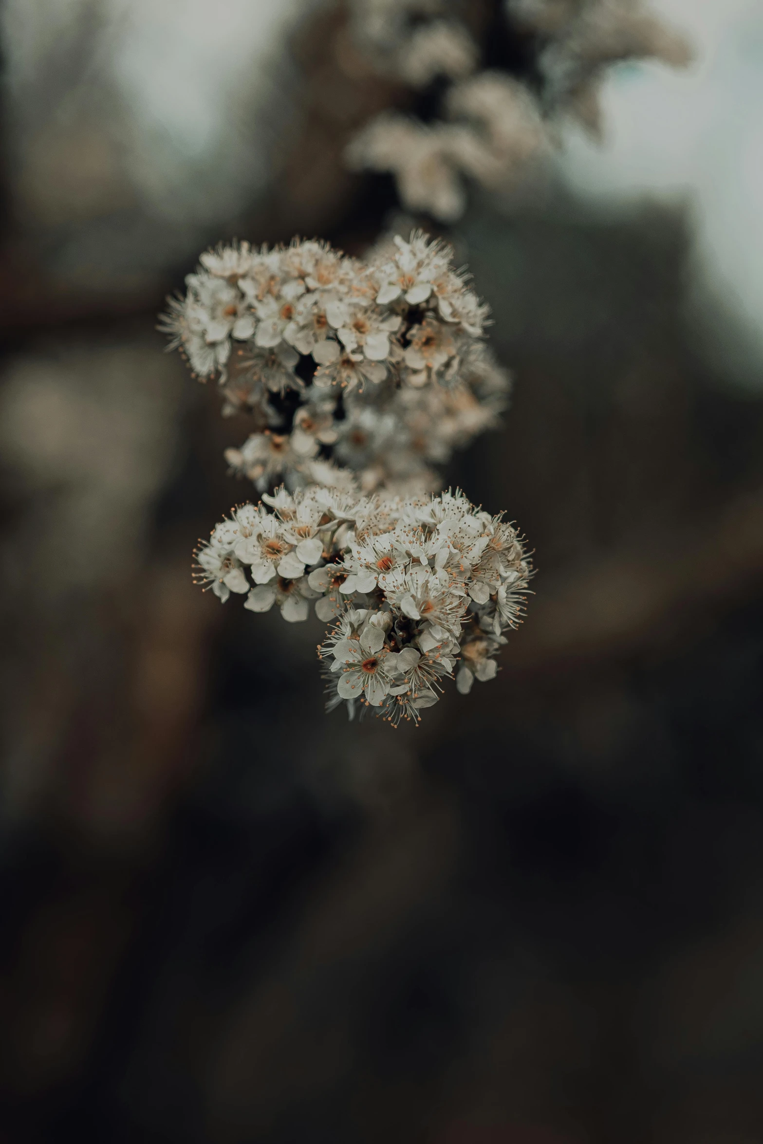 small white flowers in a blurry po