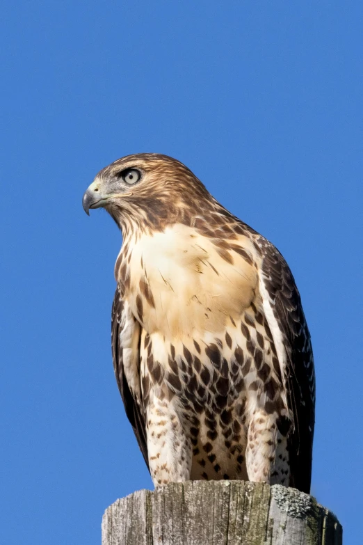 a falcon is sitting on a post with the sky behind it