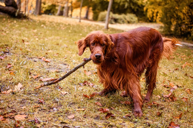 a dog is carrying a stick in its mouth