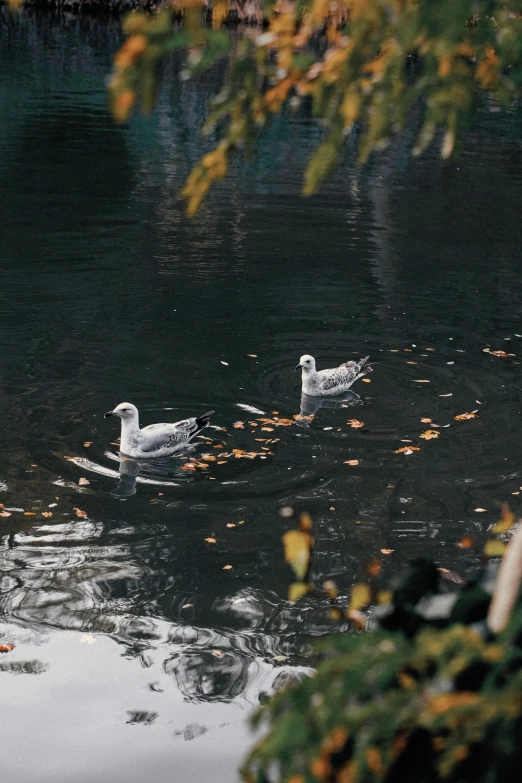 two ducks are swimming on a large pond