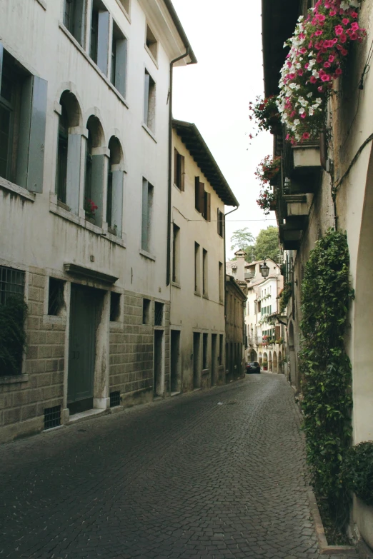 a road runs between two buildings with flowers growing on the sides