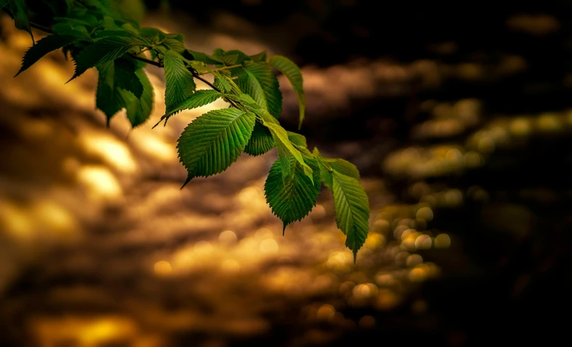 there is a green leaf that is hanging on a nch