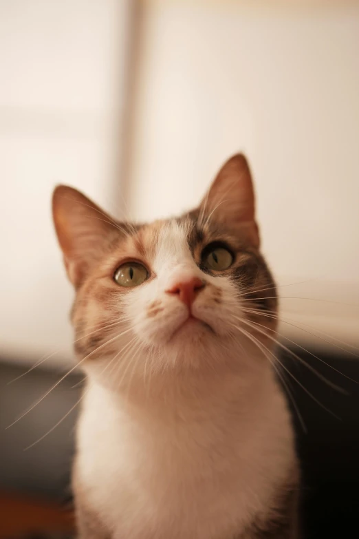 a brown and white cat looking at soing