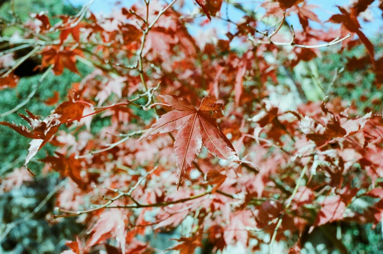 a leaf on the tree's stem with red leaves