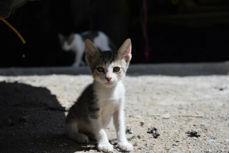 the small kitten is sitting on the pavement