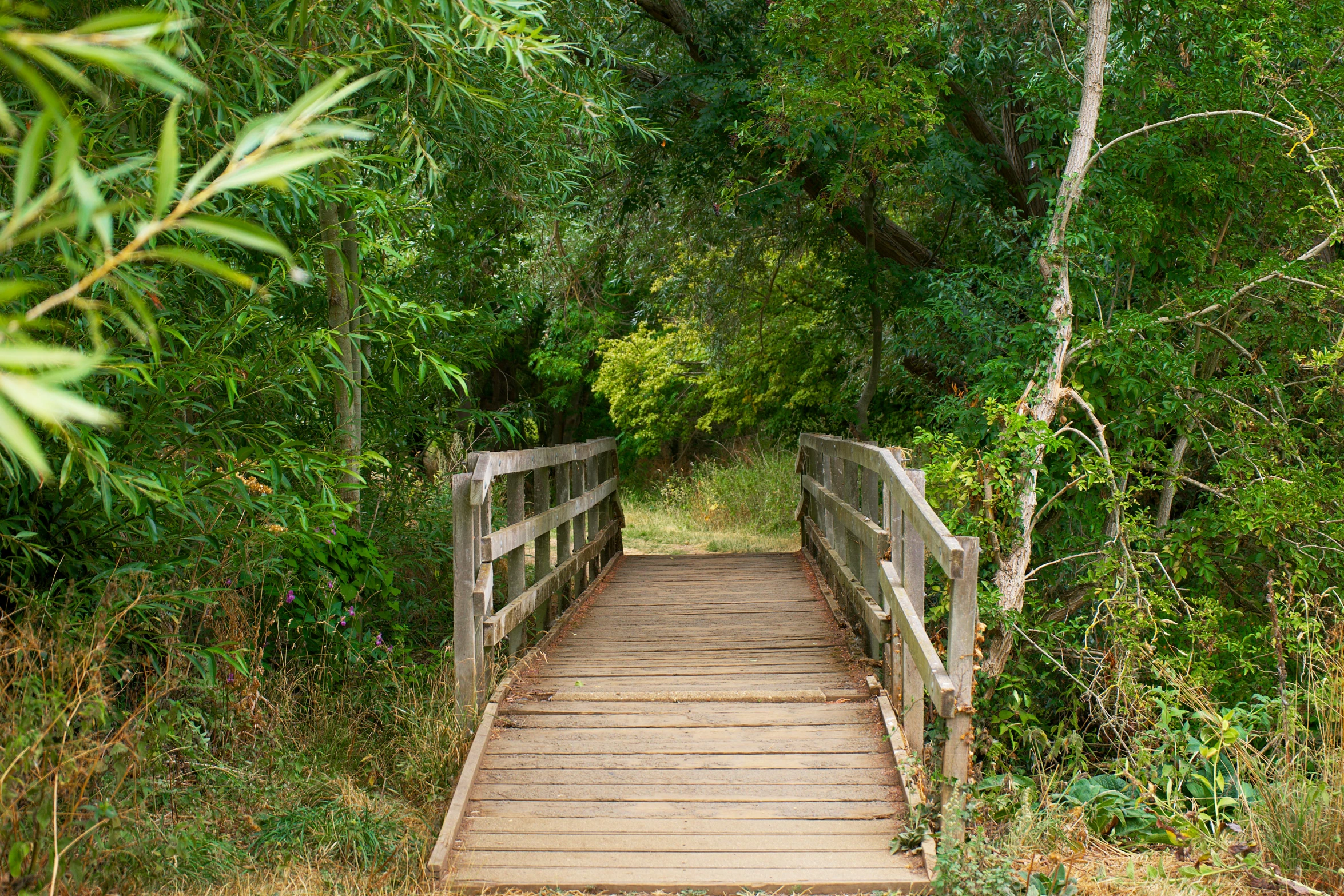 wooden bridge going through a wooded area with several plants