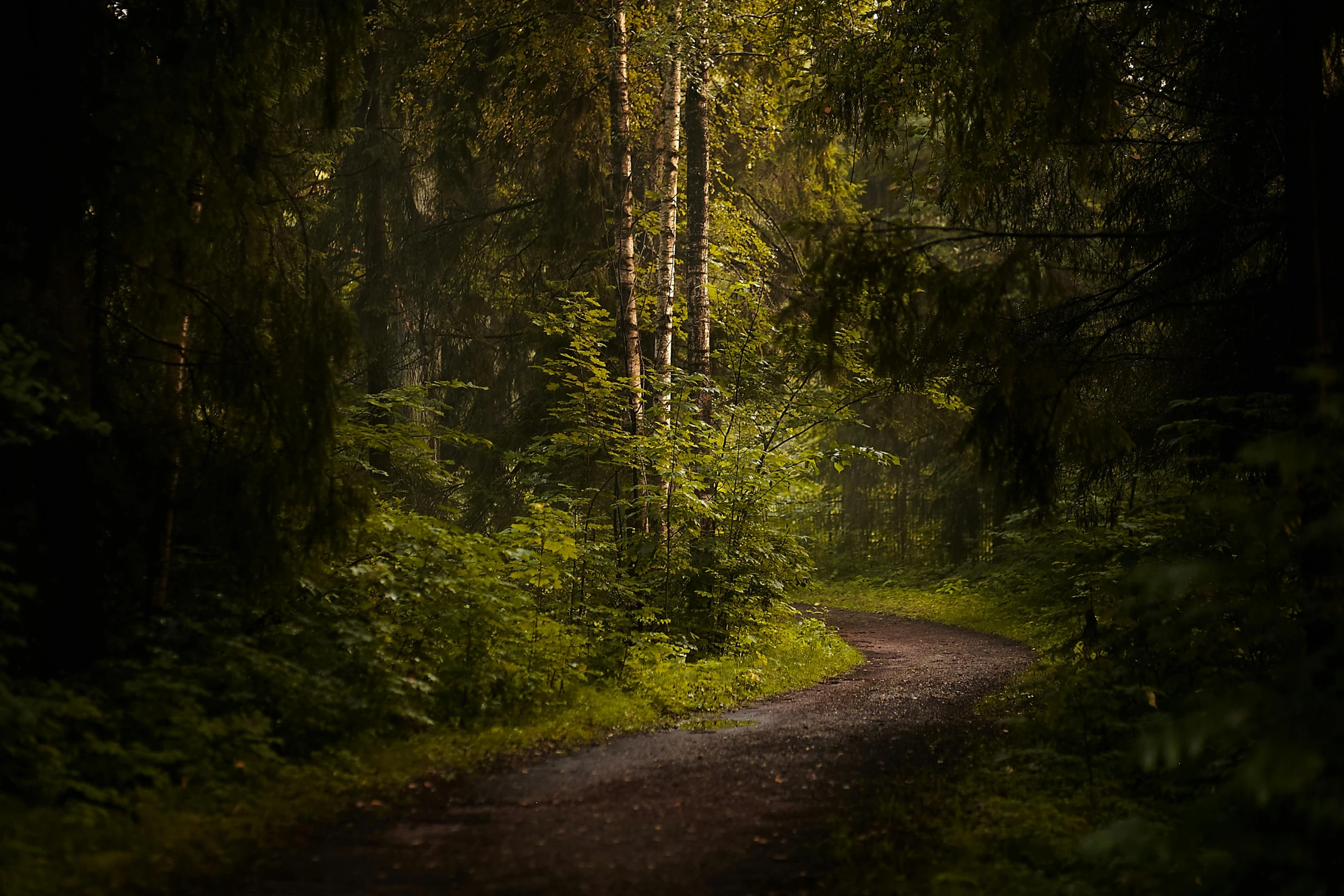 a dirt path in the middle of an area with a lot of trees