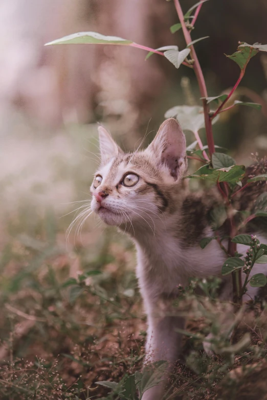 an image of a cat sitting in the grass