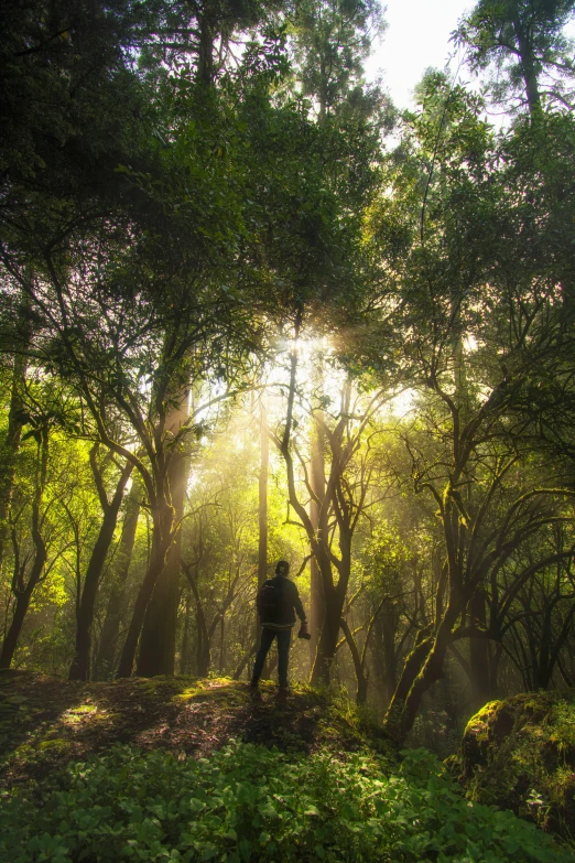 a man is trekking through a clearing of green trees