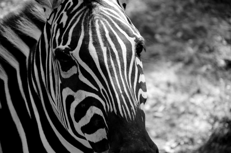 close up of a zes face in a black and white pograph