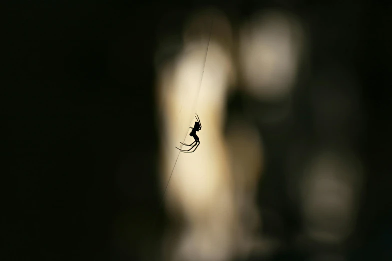 a spider is seen in its web on the dark background