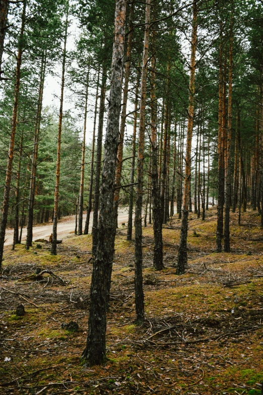 a forest filled with lots of tall tree's