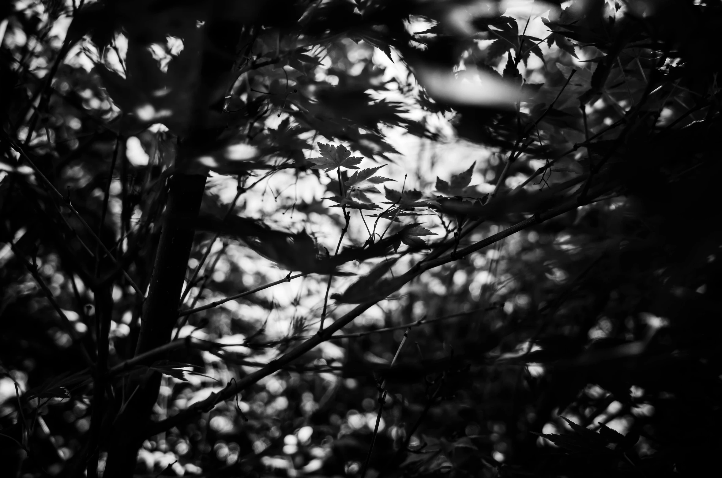 an evergreen leaf casting its shadow on the tree