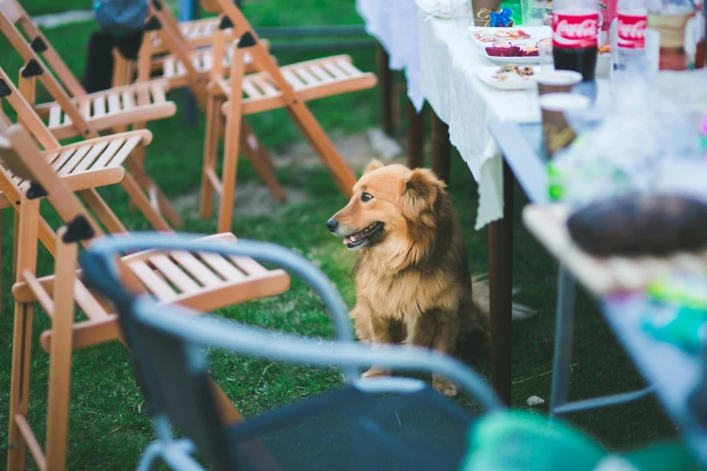 a small brown dog sitting next to a green lawn