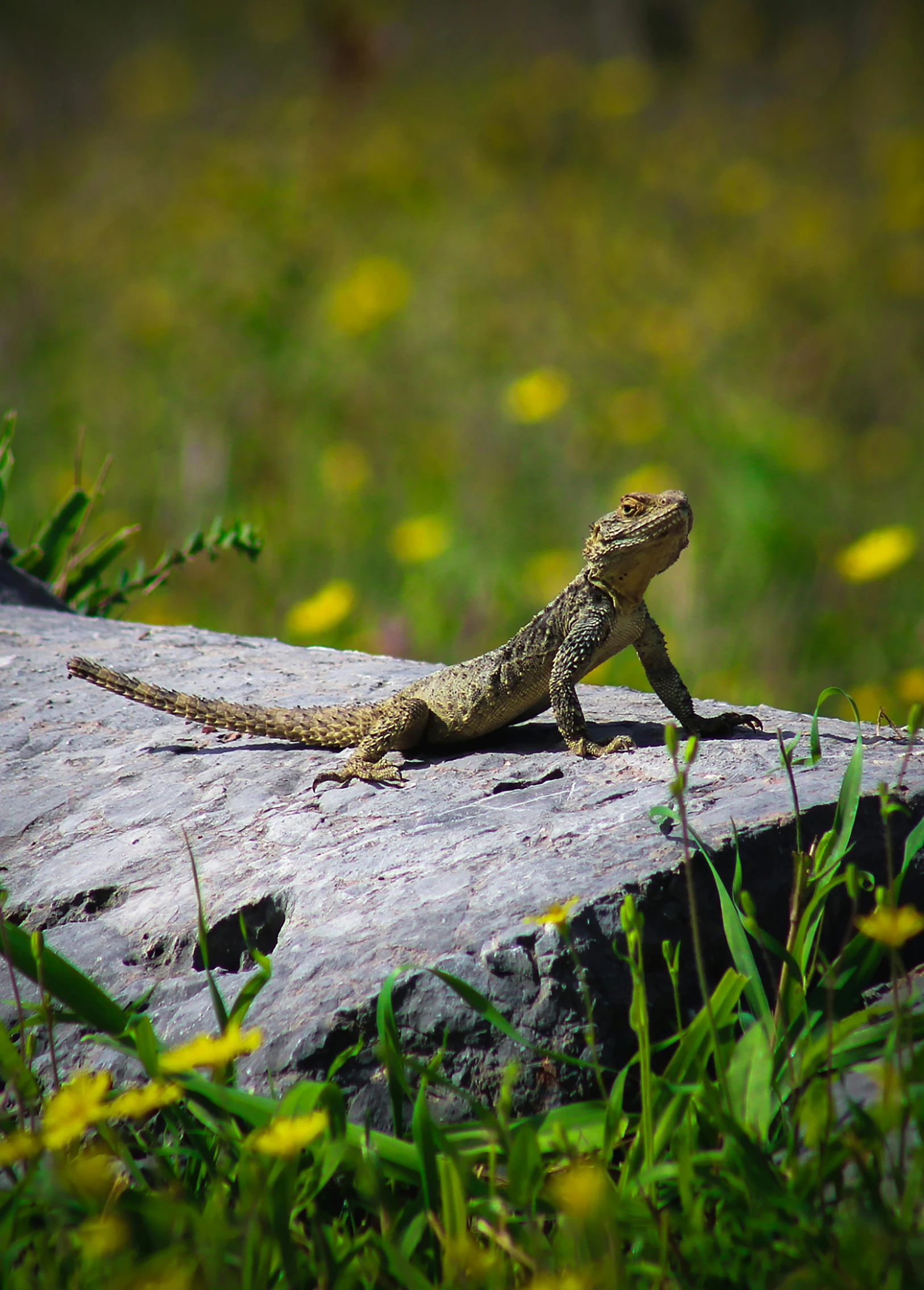 a lizard that is standing on some wood