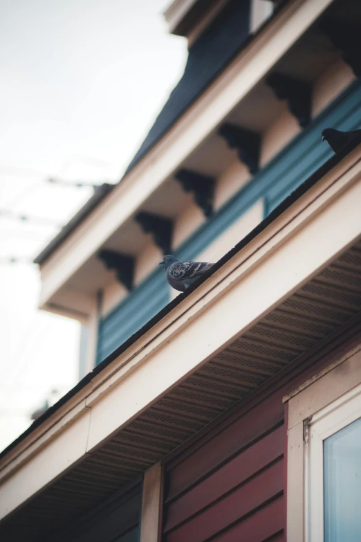 the bird is perched on top of a building