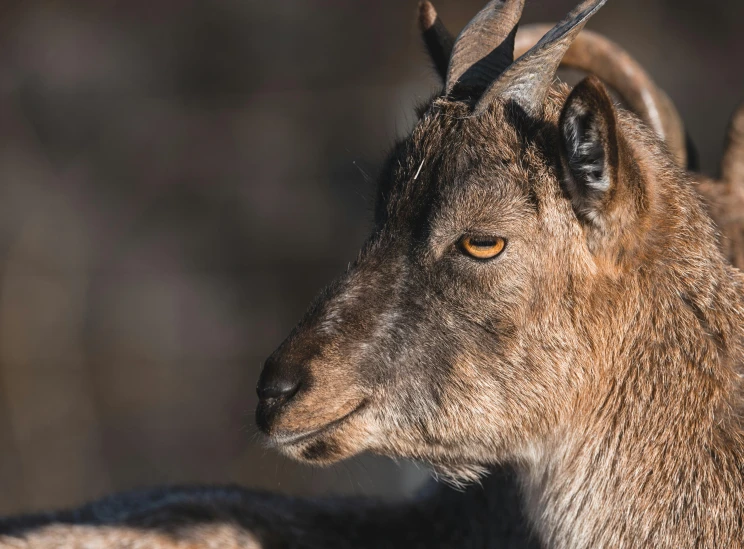 an antelope looks back towards the camera