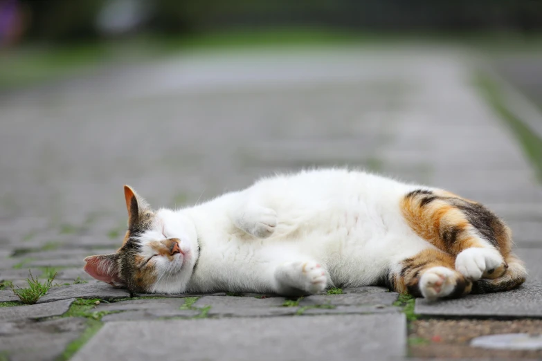 cat stretching and lying on it's side on concrete