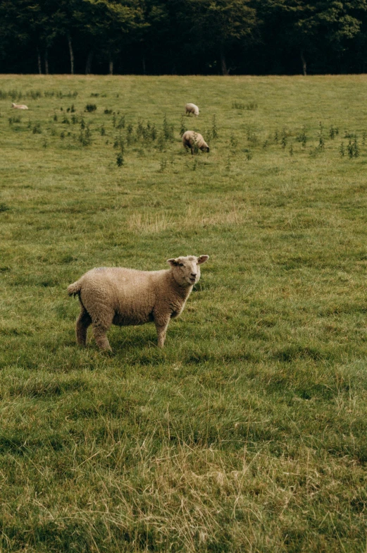 a sheep is standing in the grass while the sheep are running