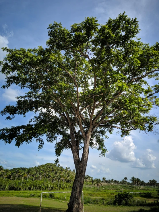 a large leafed tree in a grassy field