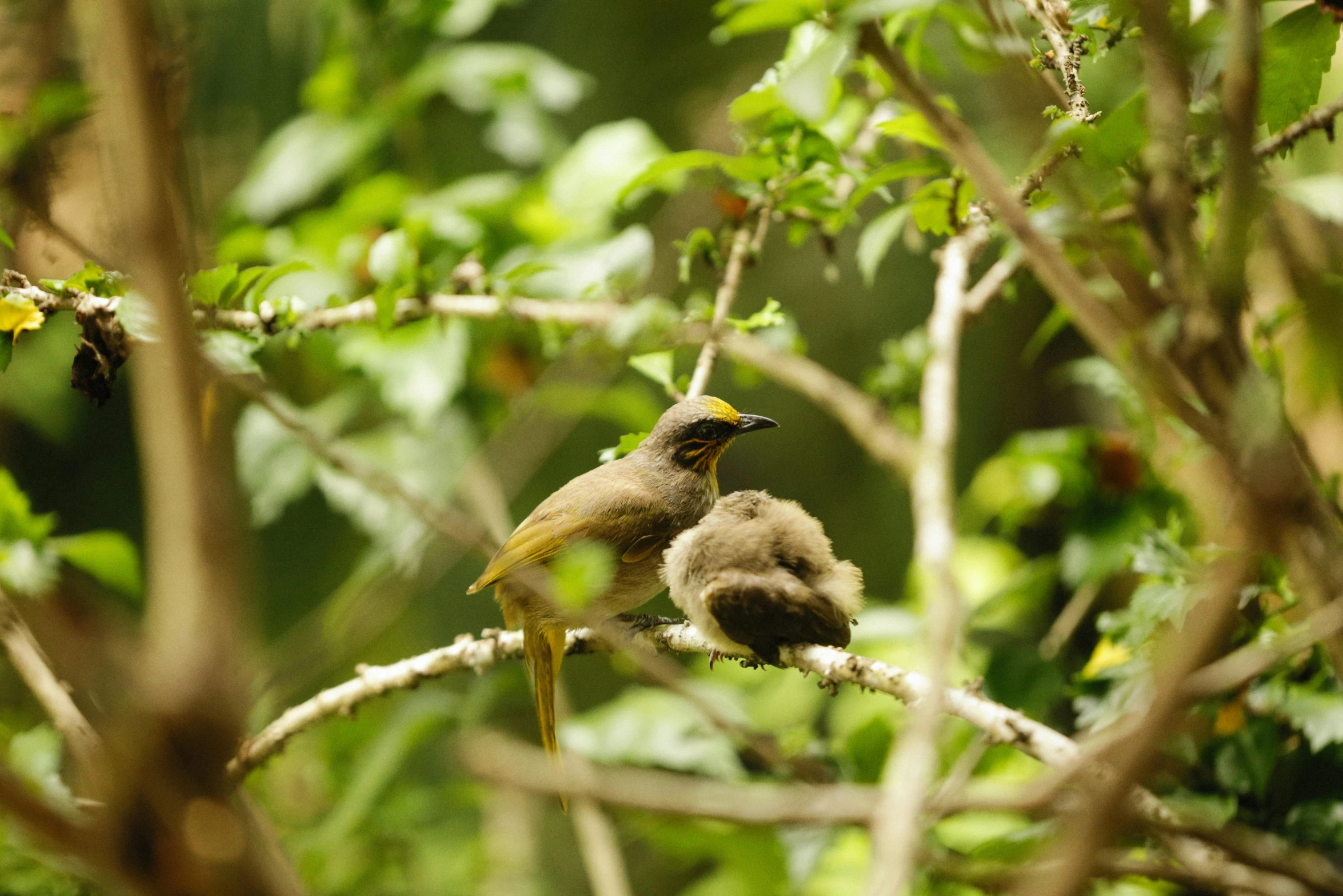 a couple of birds perched on a tree nch