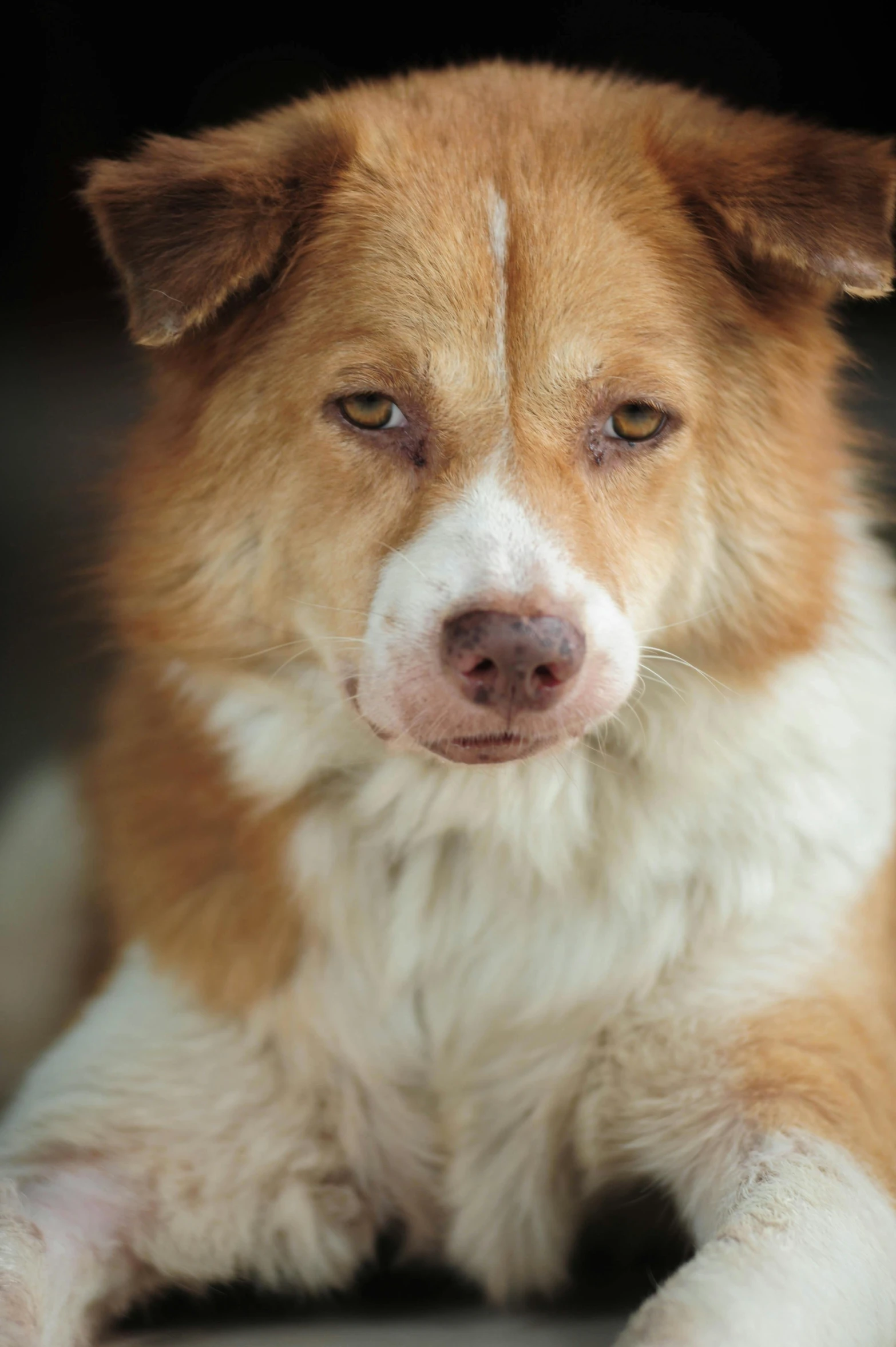 a brown and white dog with a blurry background