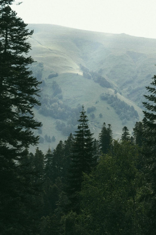 a bunch of trees and some hills in the background