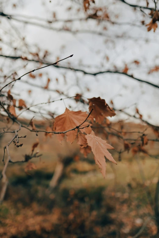 two leaves are hanging off the nches of a tree