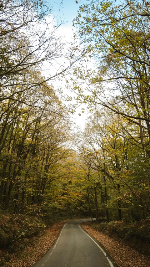 a paved road surrounded by trees with leaves in autumn