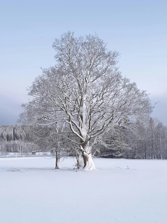 an image of trees and snow covered ground