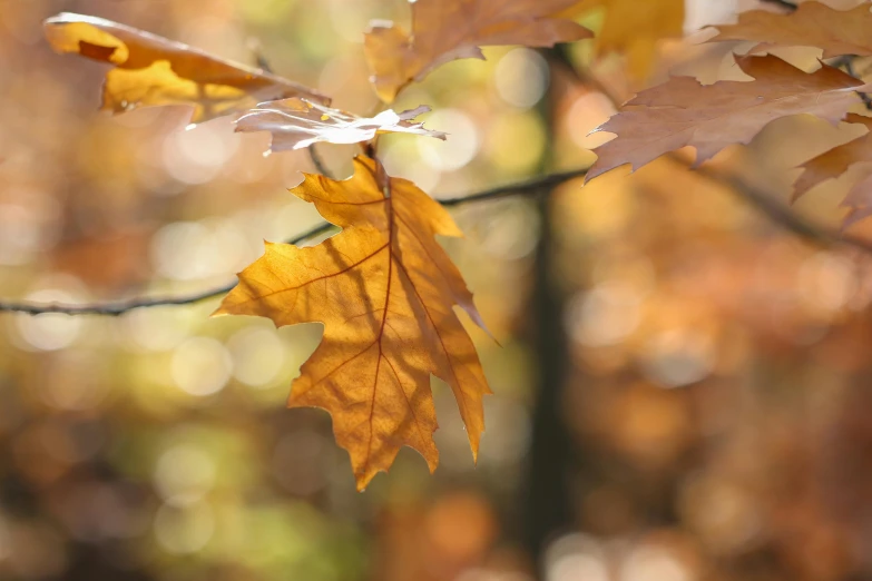 a bunch of yellow leaves on a tree nch