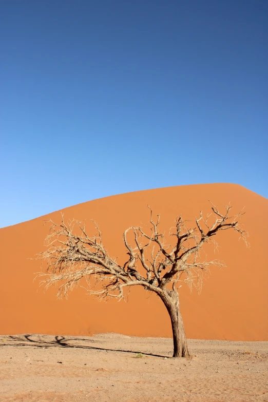 lone tree in the middle of an arid desert