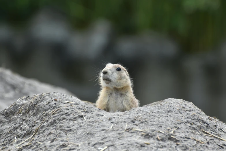 a baby prairie dog pokes his head out of the sand