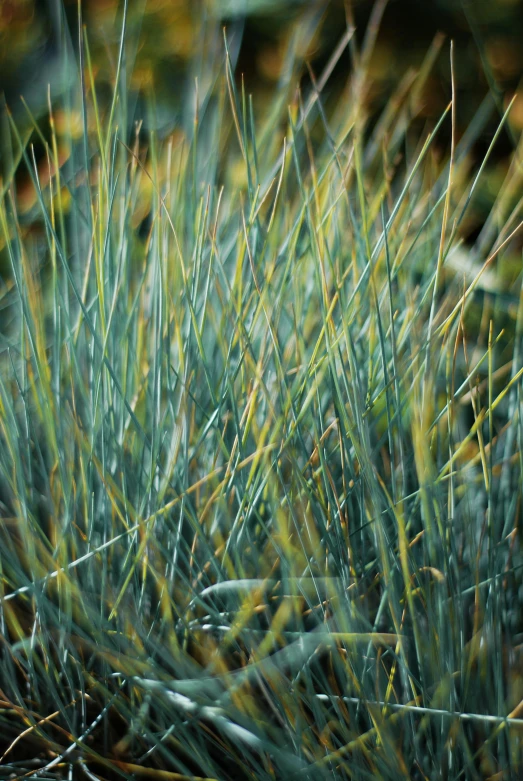 the green and yellow grass is almost covered