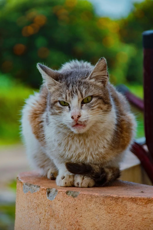 a cat sitting on top of a cement chair outside