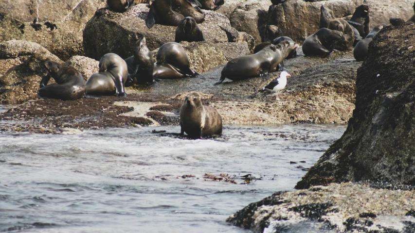 an area with water, rocks and seagulls near rocks