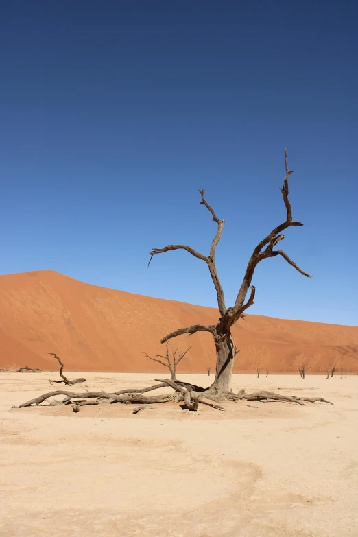 a dead tree sits in a sandy area