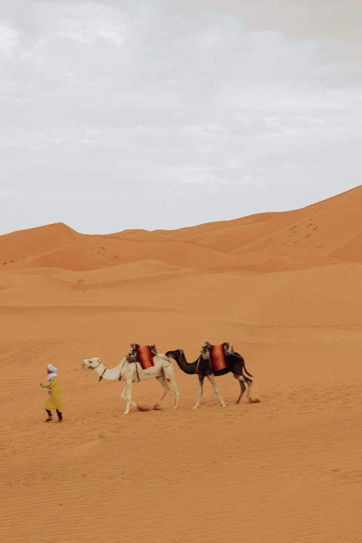 two people and two camels walk through the desert