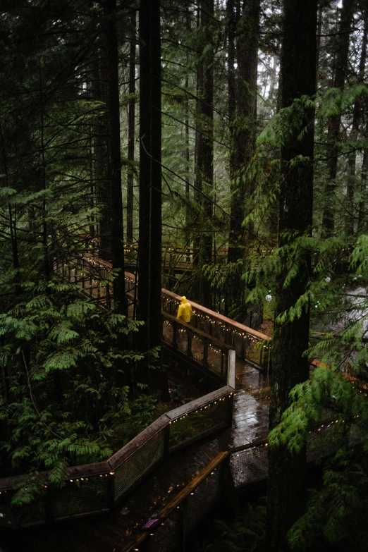 an image of people walking across a bridge in the woods